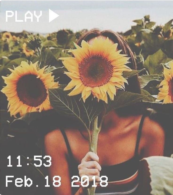 Vintage Aesthetic Sunflowers Wallpapers