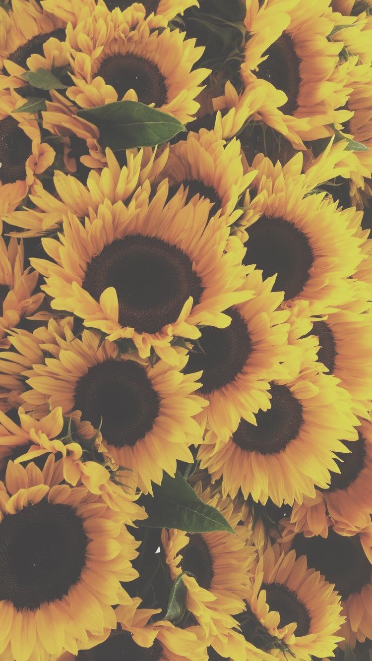 Vintage Aesthetic Sunflowers Wallpapers