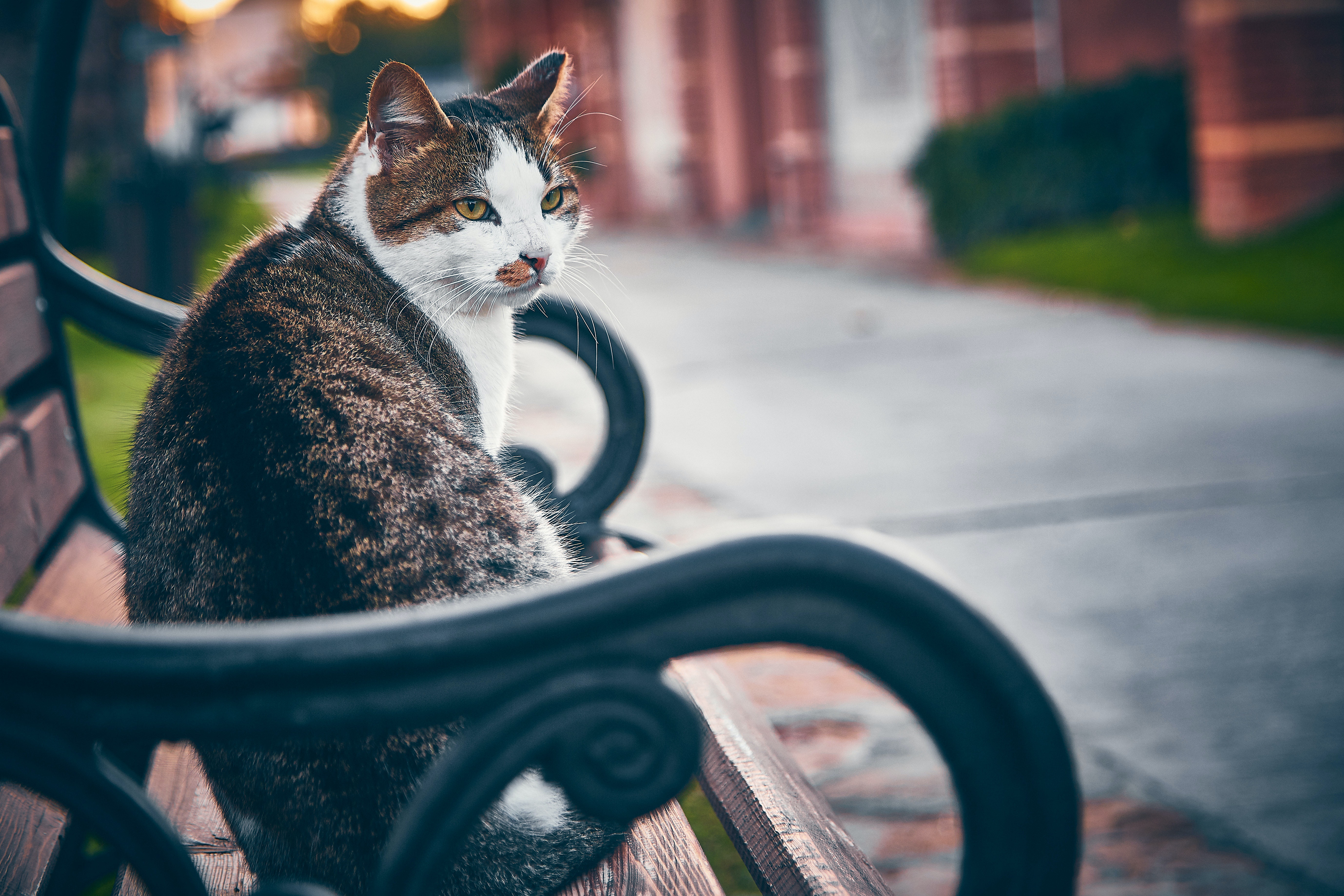 Vintage Cat Wallpapers