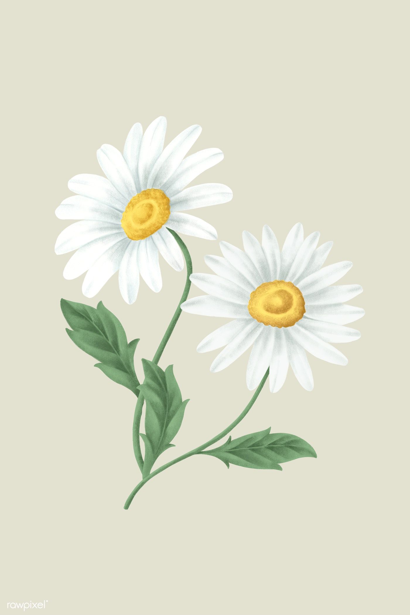 Vintage Daisy Wallpapers