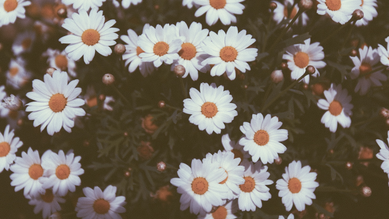 Vintage Daisy Wallpapers