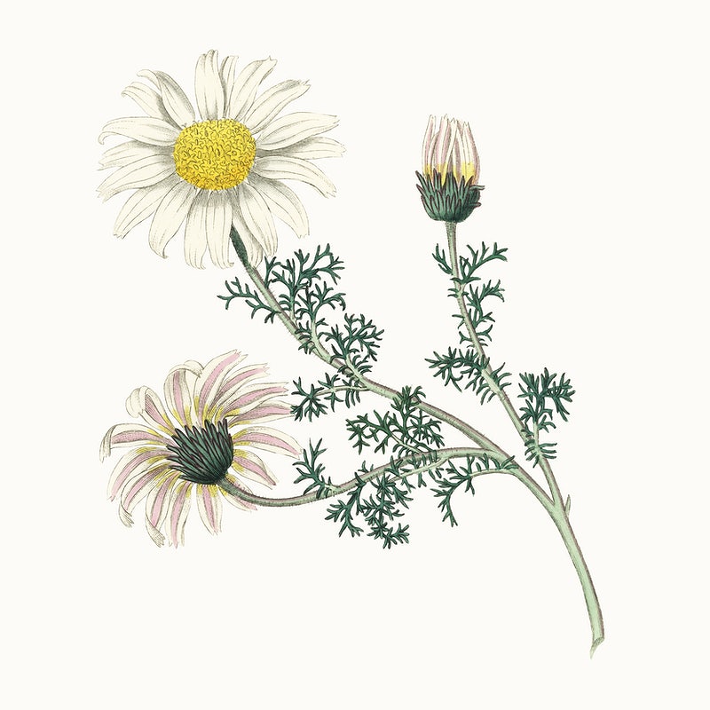 Vintage Daisy Wallpapers