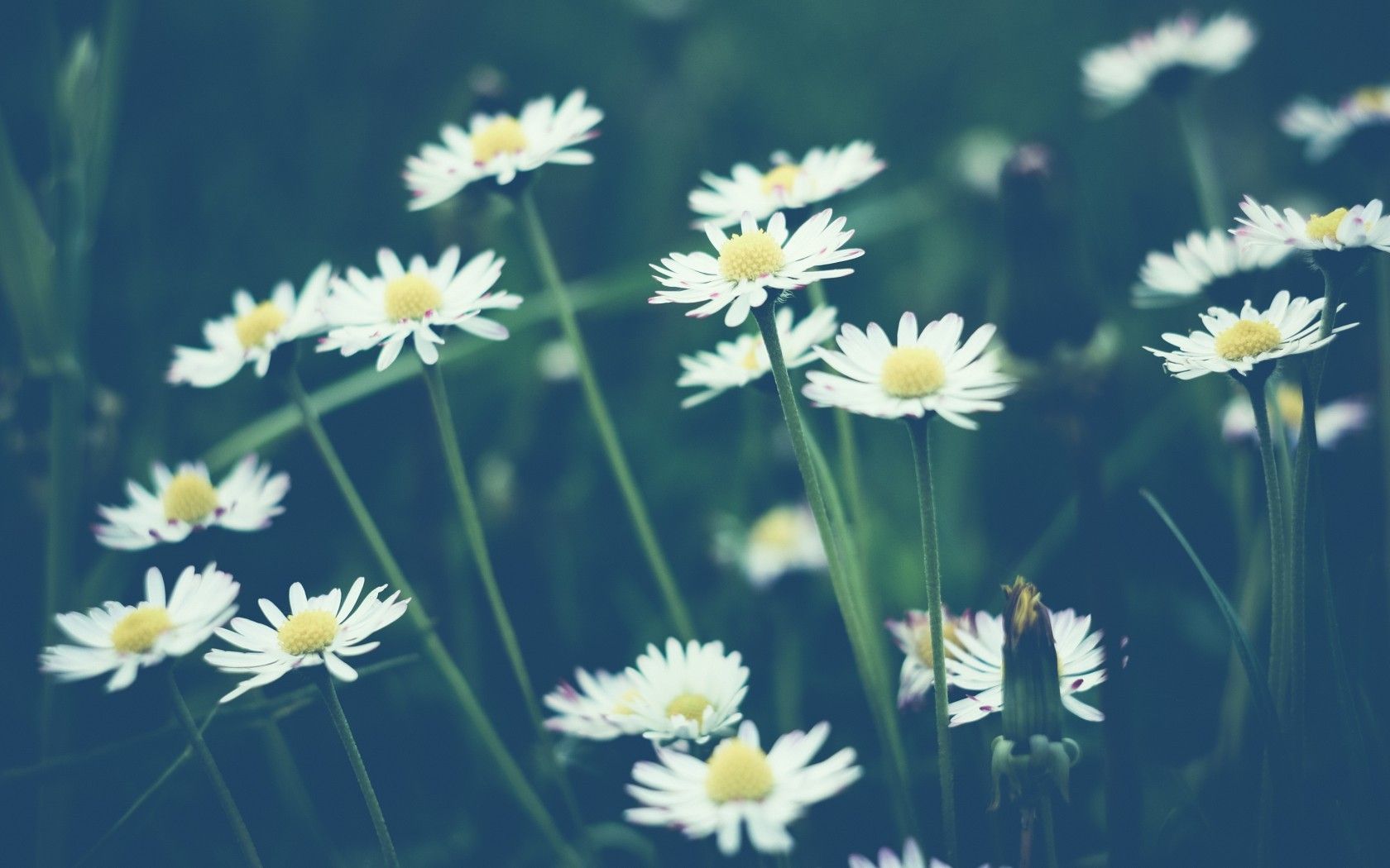 Vintage Daisy Wallpapers