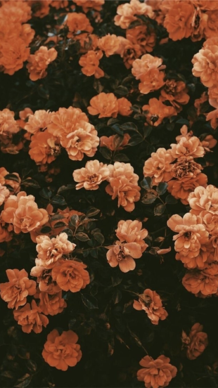 Vintage Flower For Iphone Wallpapers