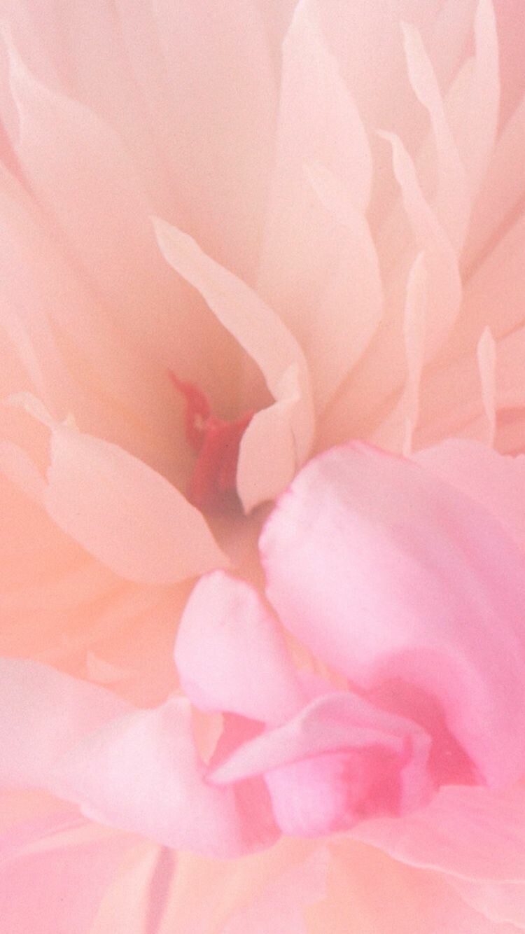 Vintage Flower For Iphone Wallpapers