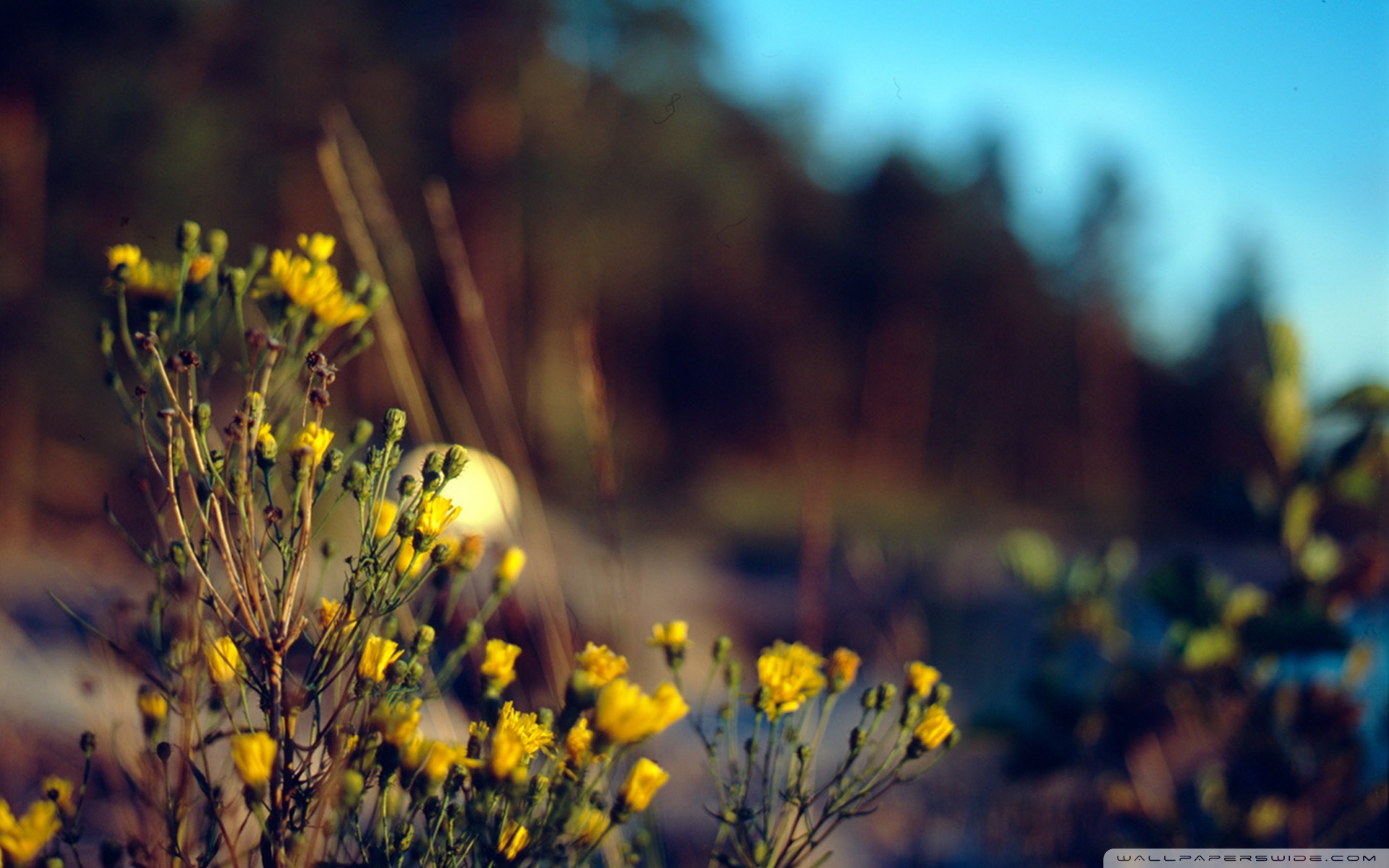 Vintage Nature Wallpapers