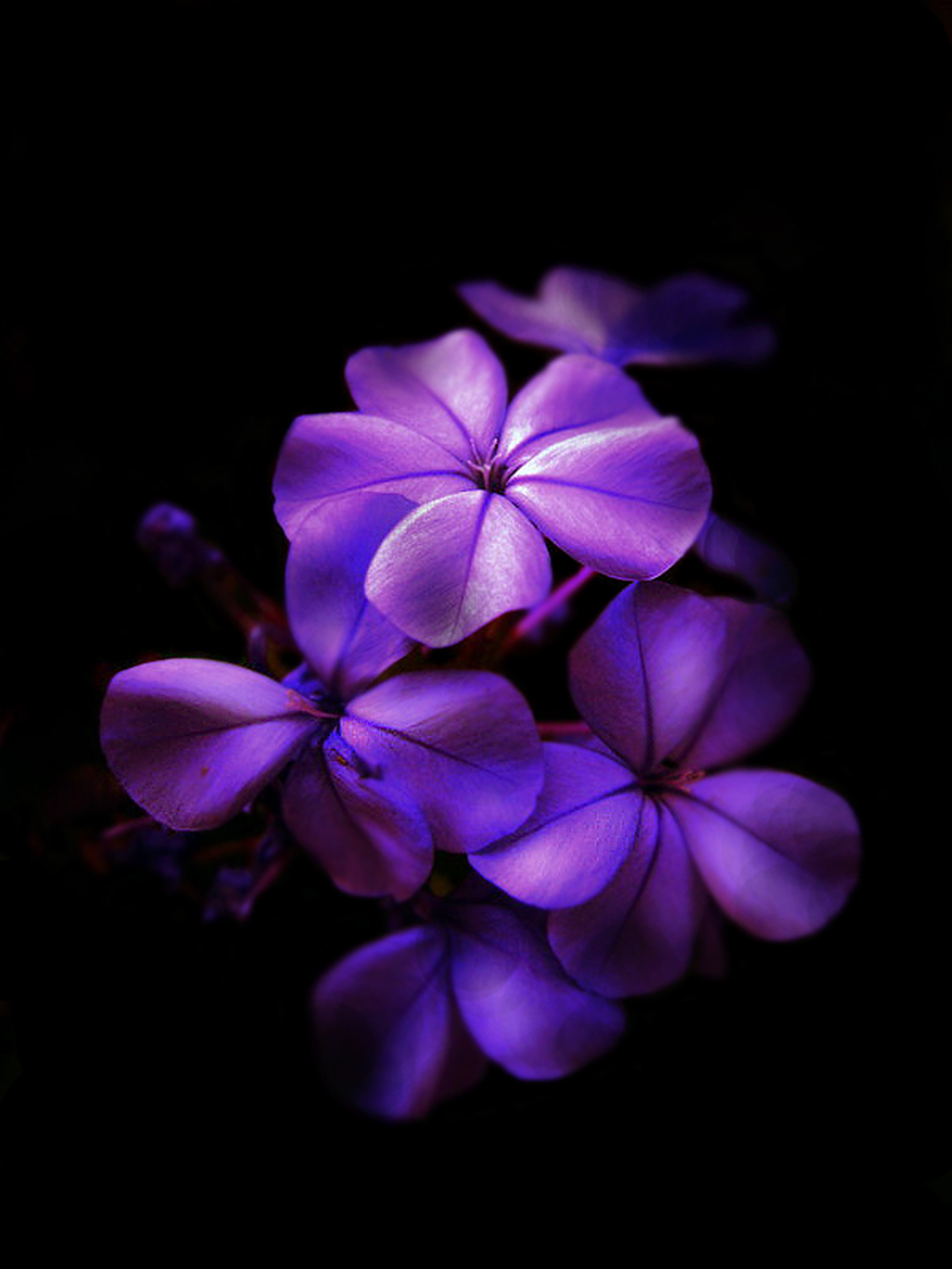 Violet Flower Wallpapers