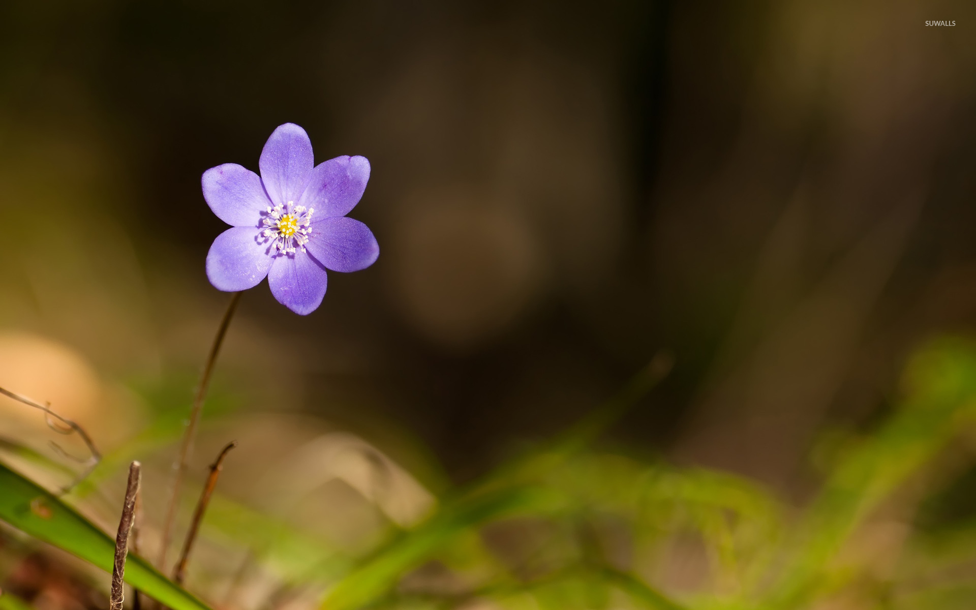 Violet Flower Wallpapers