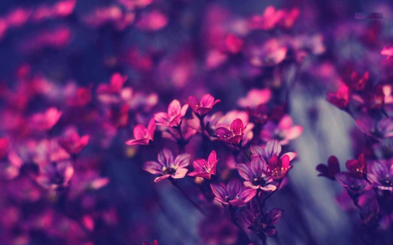 Violet Flowers Wallpapers