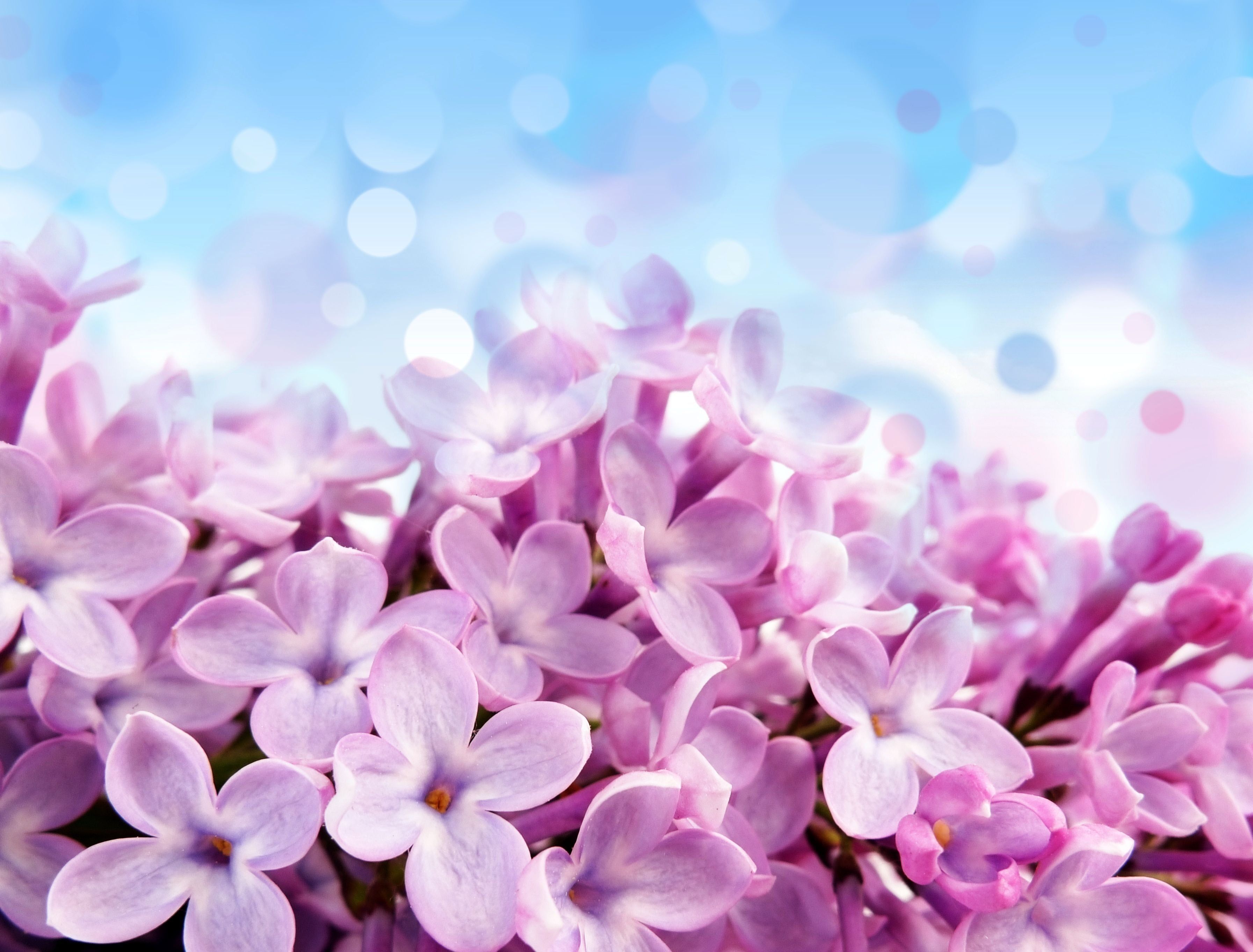 Violet Flowers Wallpapers