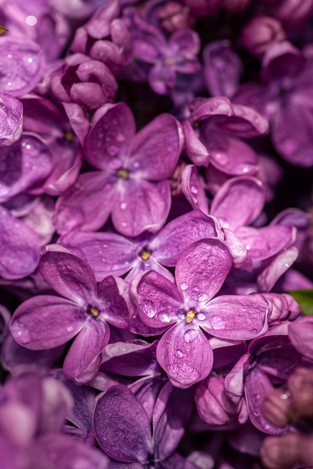 Violet Flowers Wallpapers