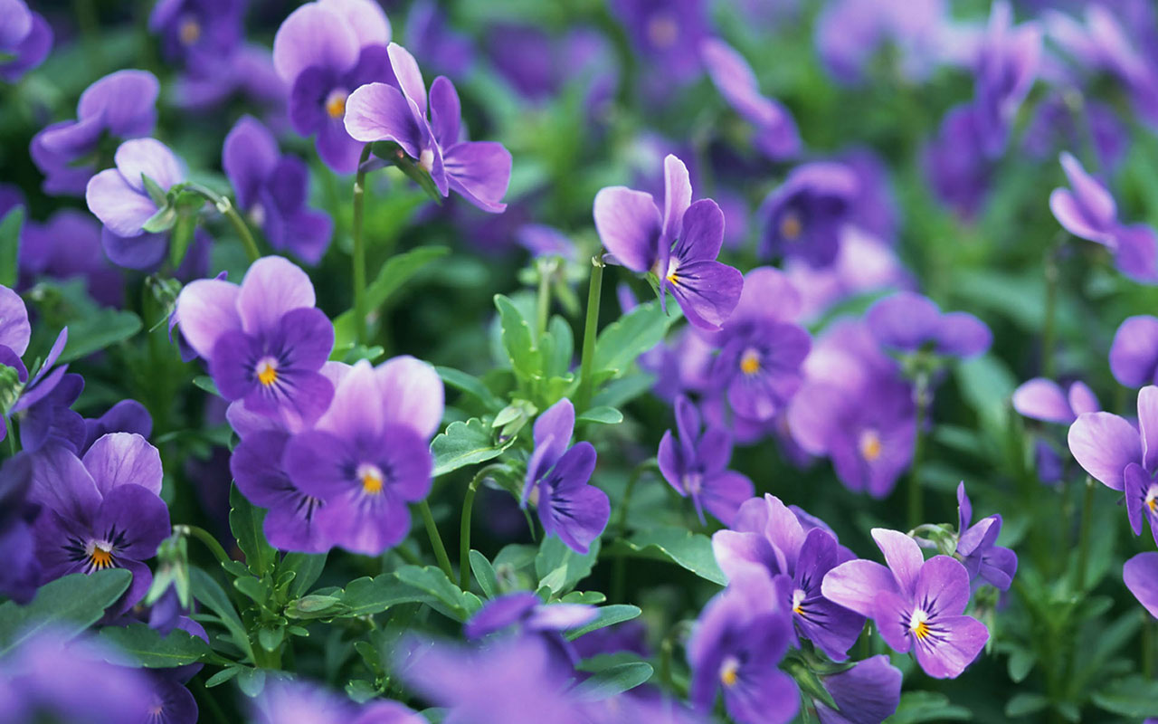 Violet Flowers Wallpapers