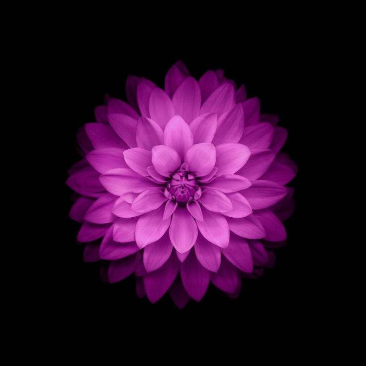 Violet Flowers Wallpapers