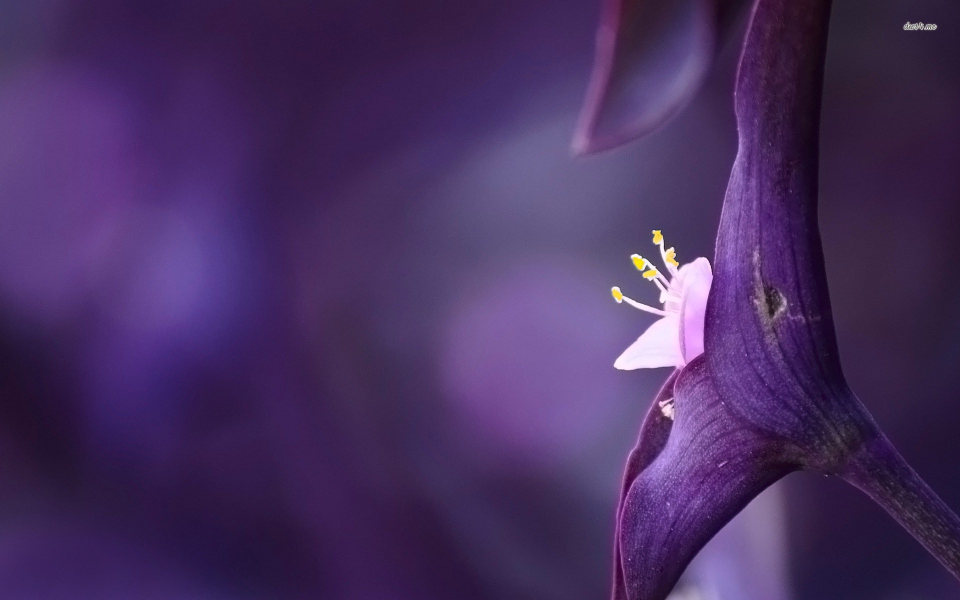 Violet Flowers Wallpapers