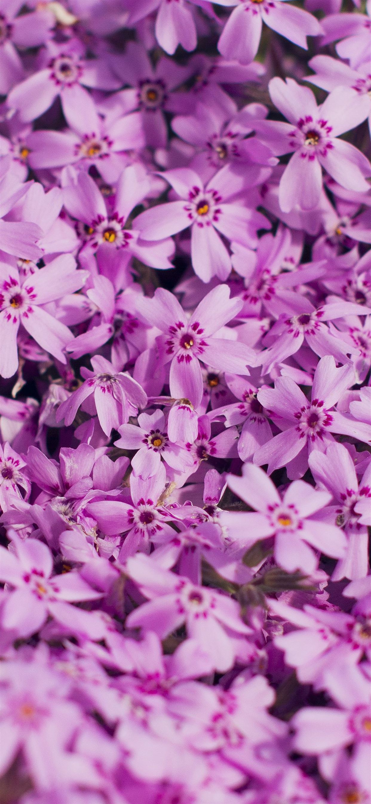 Violet Flowers Wallpapers