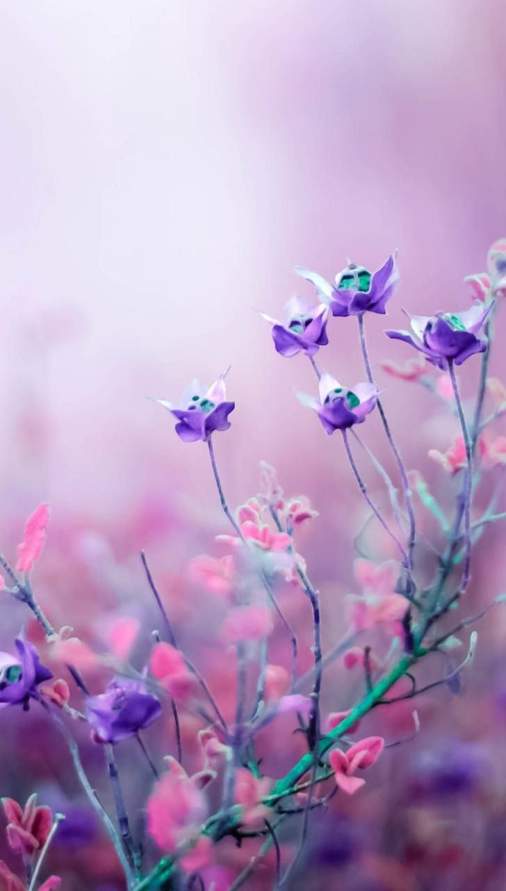 Violet Flowers Wallpapers