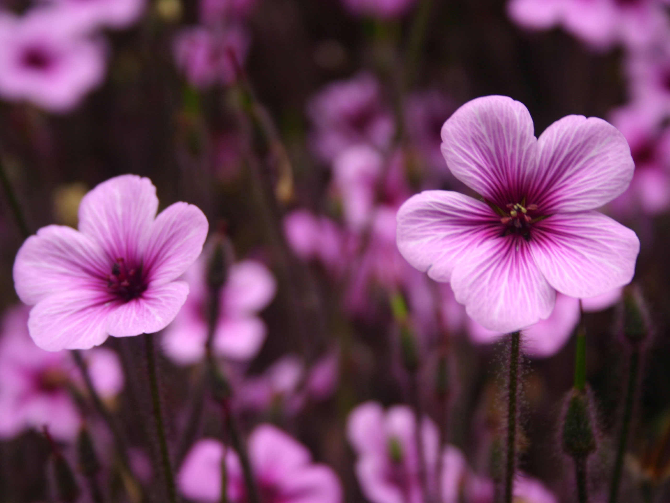 Violet Flowers Wallpapers