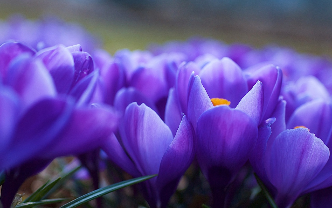 Violet Flowers Wallpapers