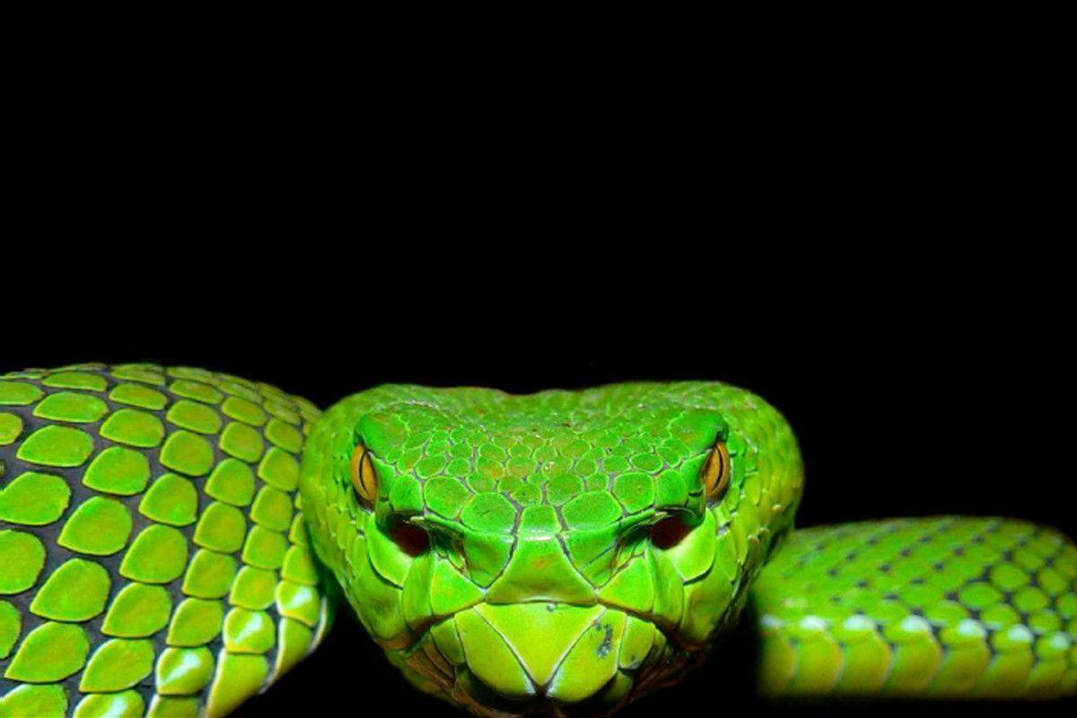 Viper Snake Wallpapers