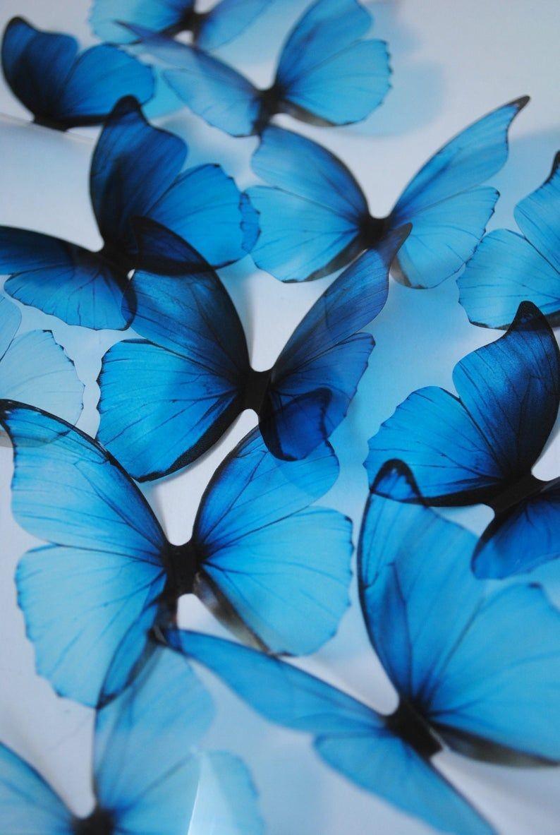 Vsco Butterfly Painting Wallpapers