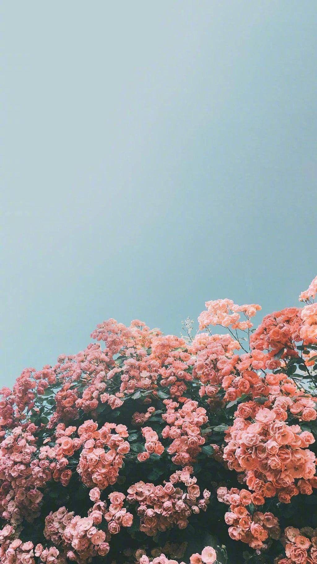 Vsco Nature Wallpapers