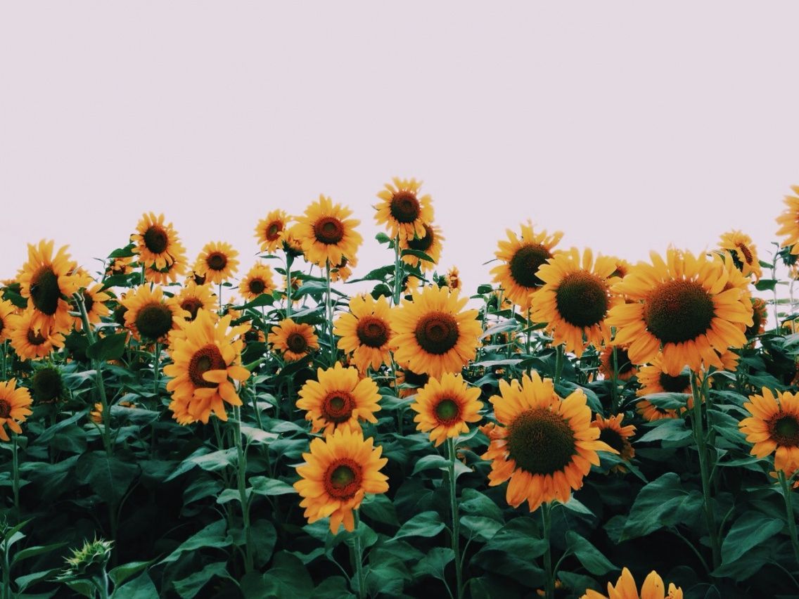 Vsco Sunflower Wallpapers