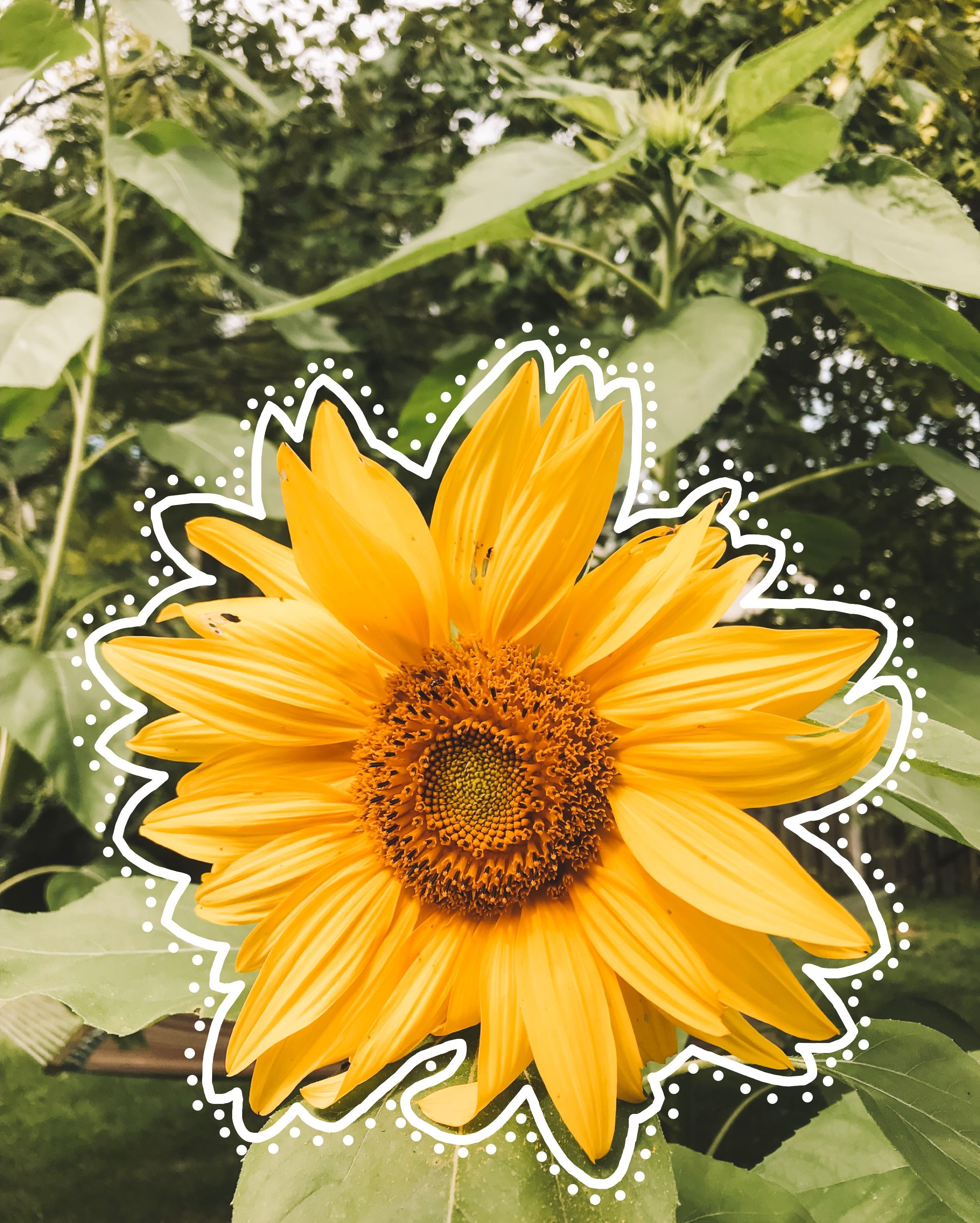Vsco Sunflower Wallpapers