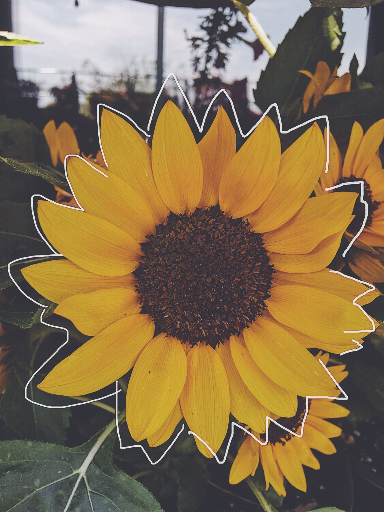 Vsco Sunflower Wallpapers