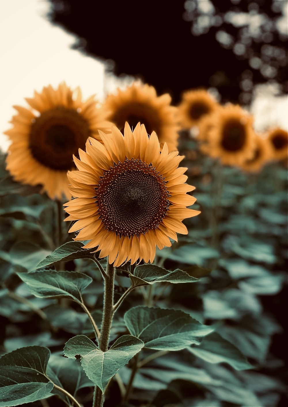 Vsco Sunflower Wallpapers