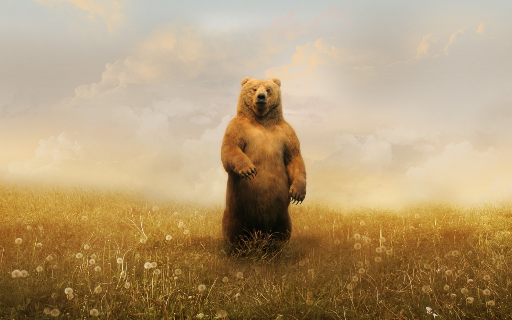 Wallpaper Art Bear Wallpapers