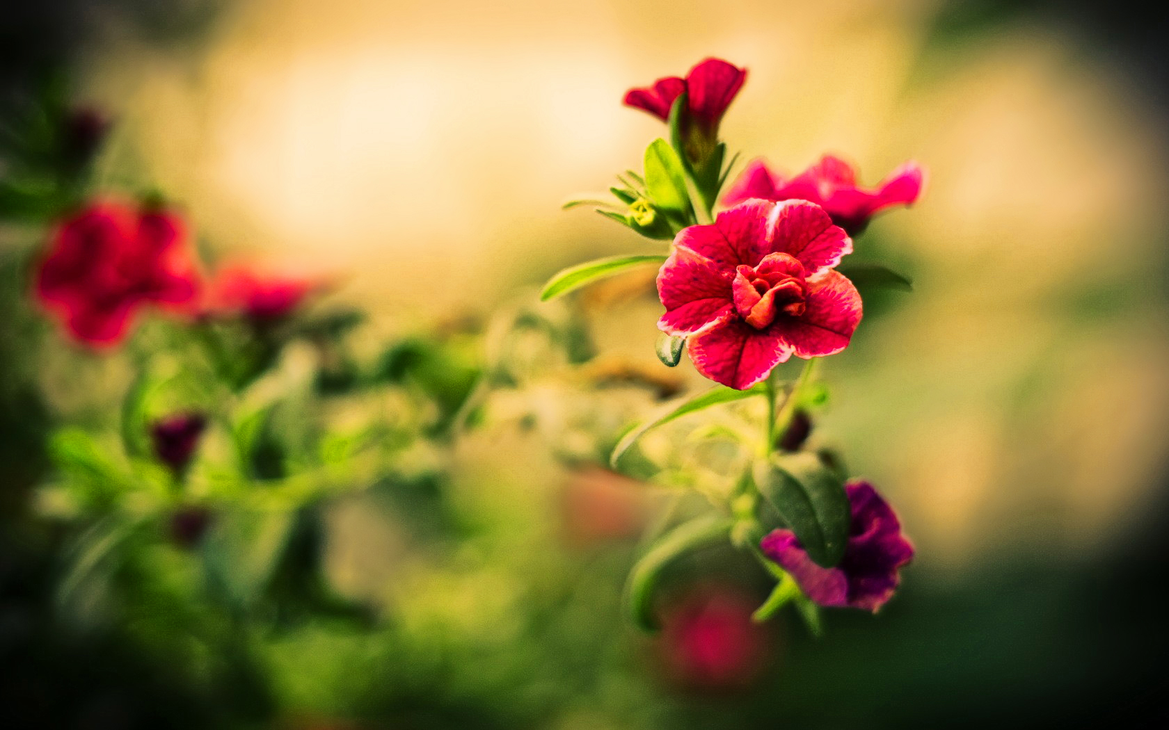 Wallpaper Beautiful Flowers Wallpapers