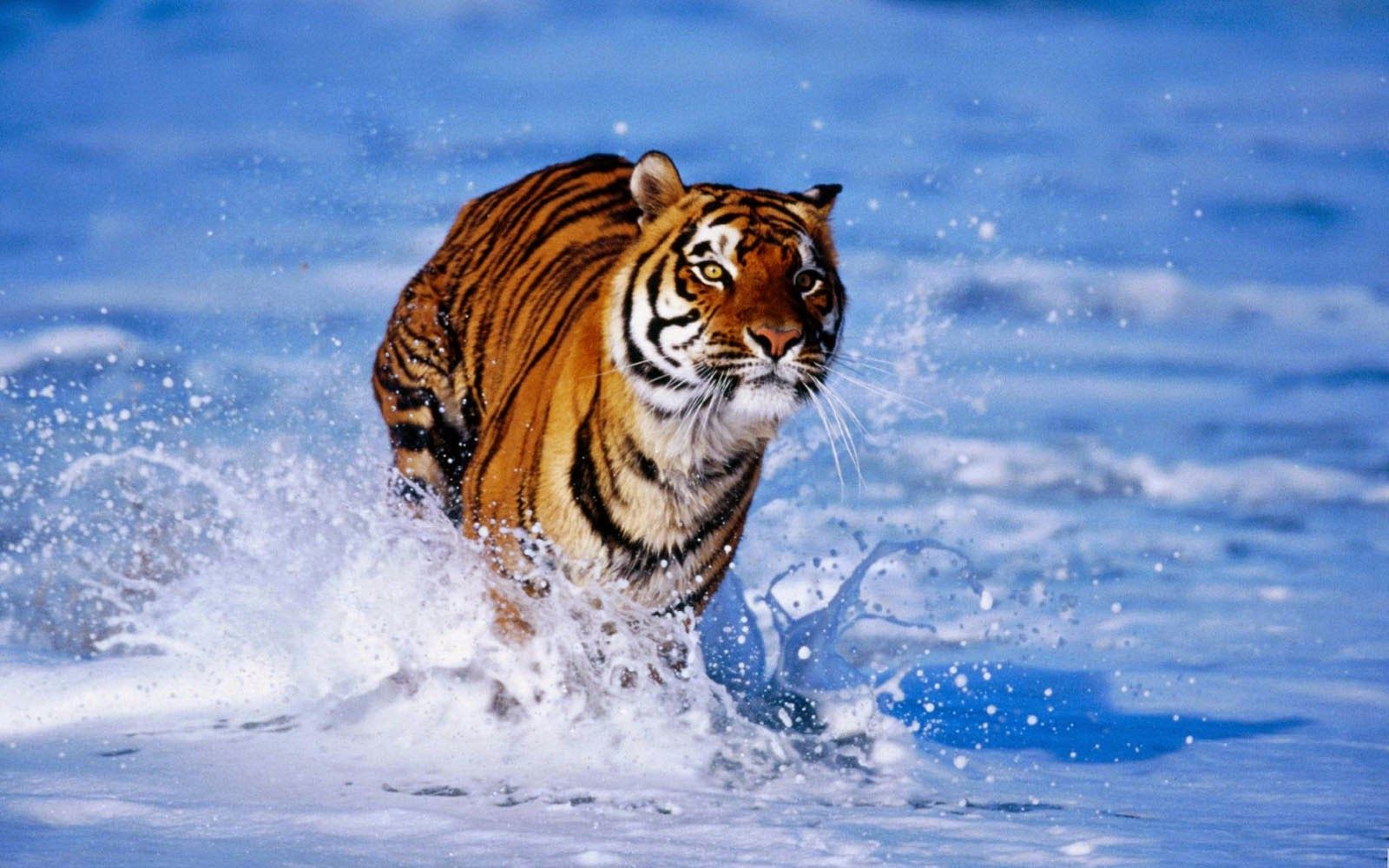 Wallpaper Bengal Tiger Wallpapers