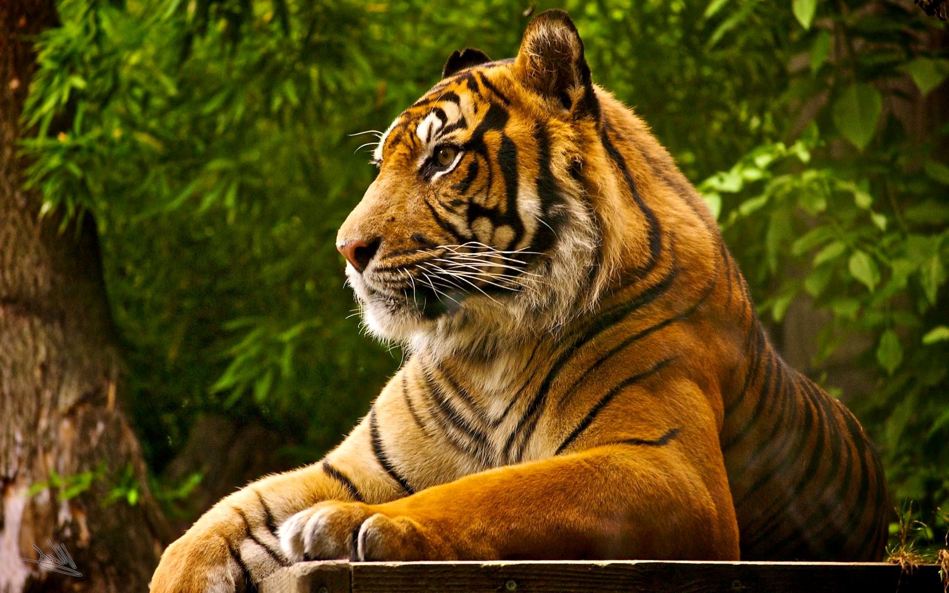 Wallpaper Bengal Tiger Wallpapers