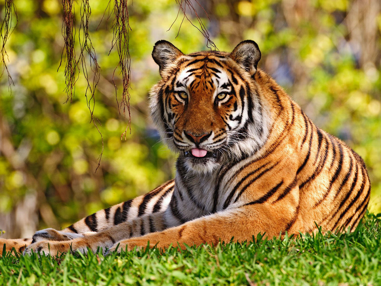 Wallpaper Bengal Tiger Wallpapers