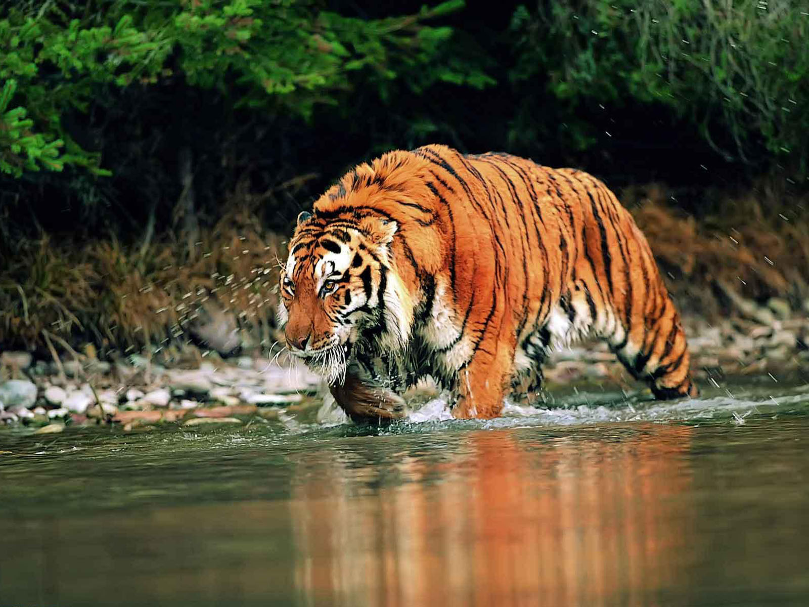 Wallpaper Bengal Tiger Wallpapers