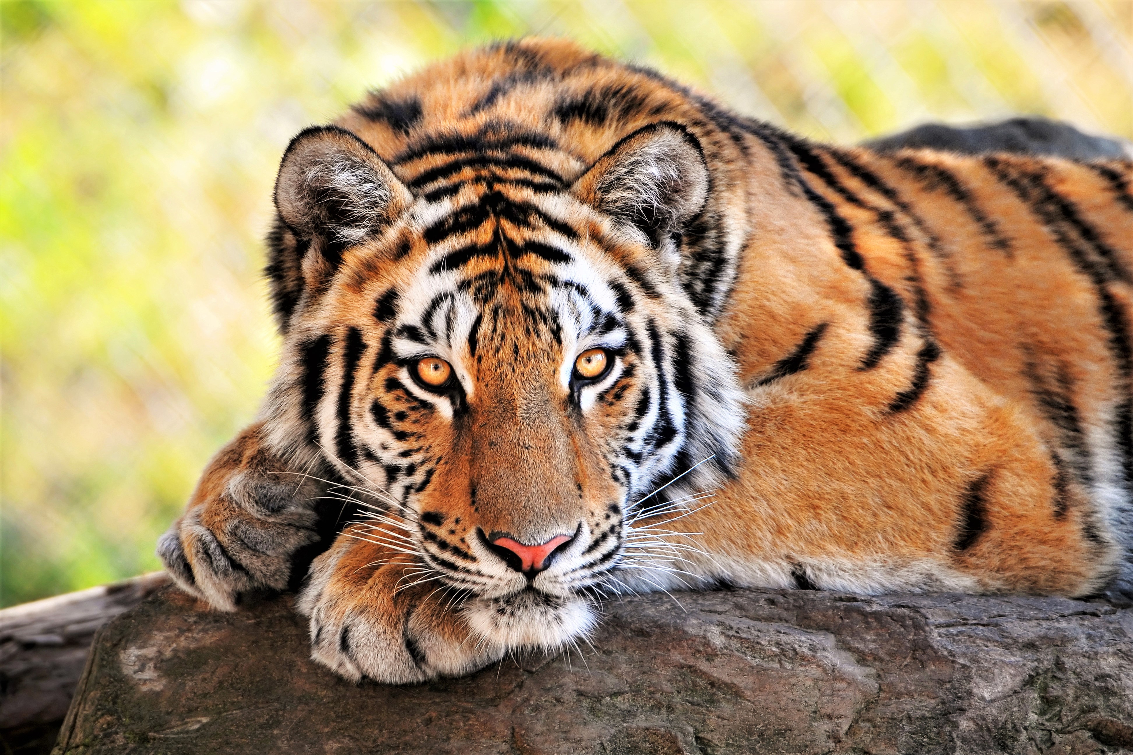 Wallpaper Bengal Tiger Wallpapers