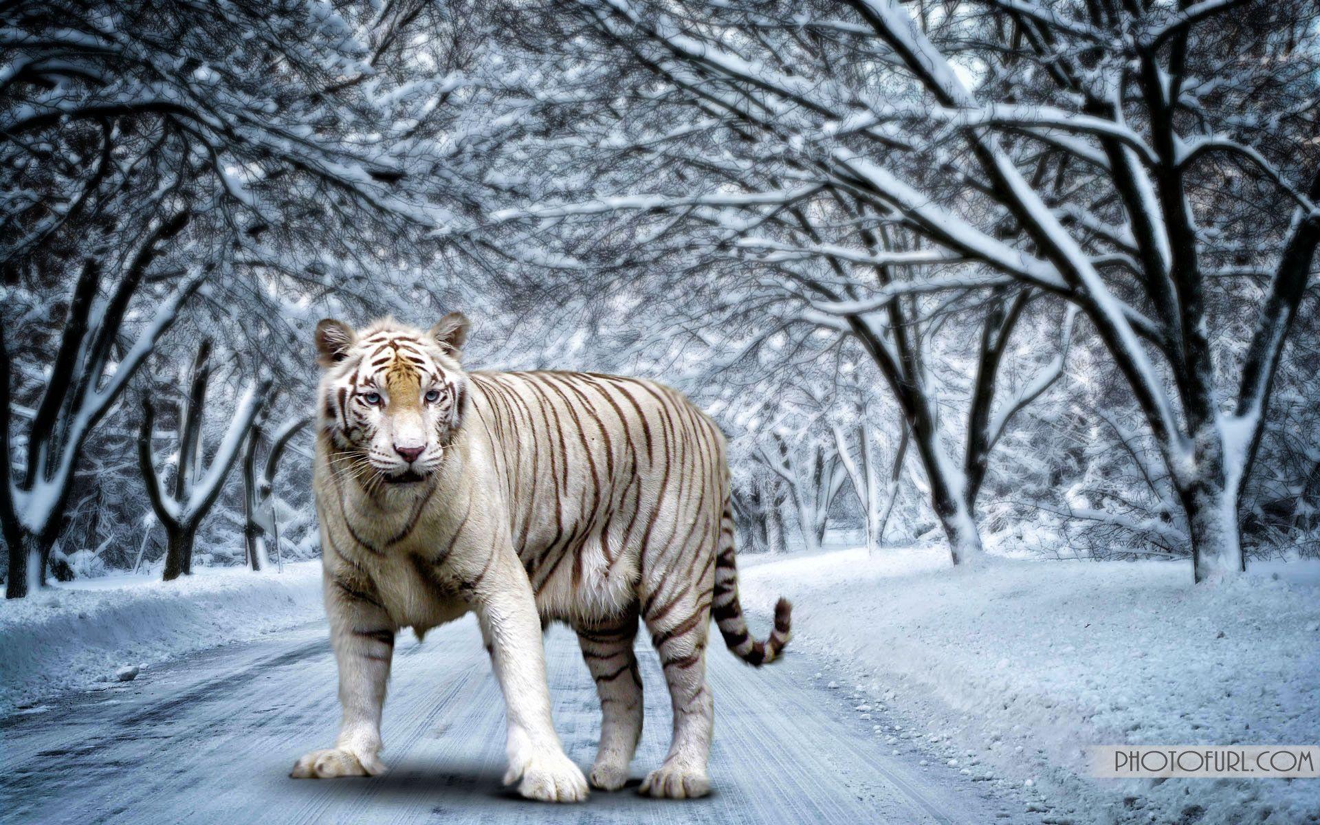 Wallpaper Bengal Tiger Wallpapers