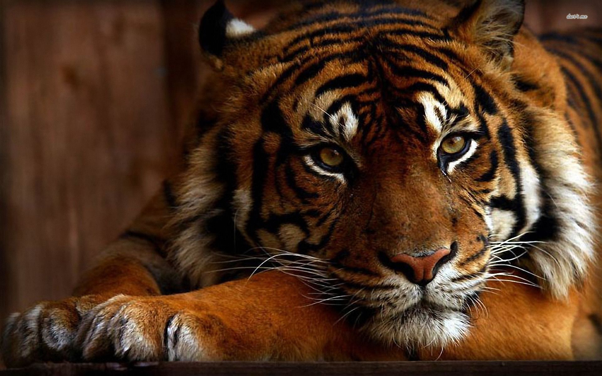 Wallpaper Bengal Tiger Wallpapers