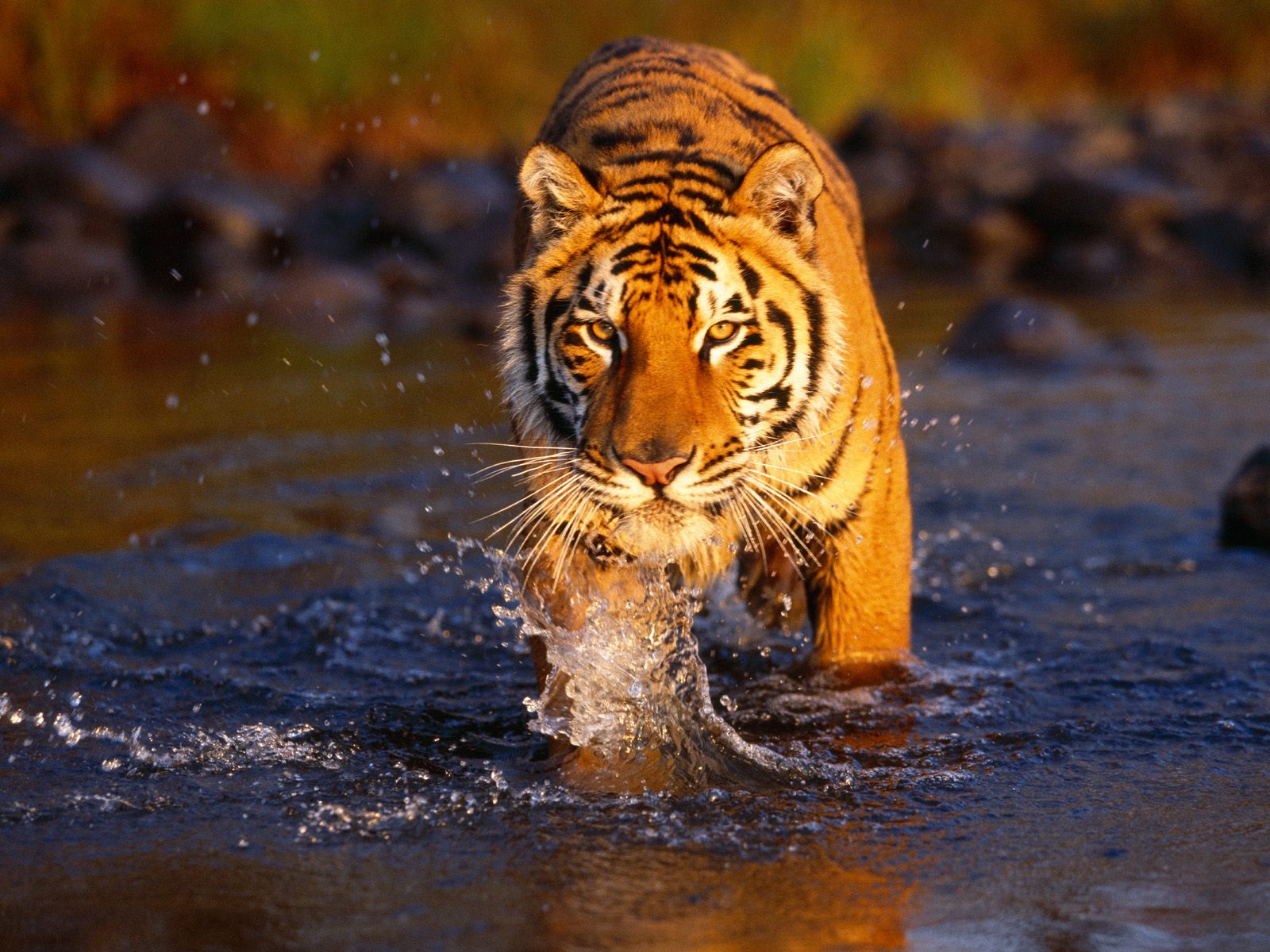 Wallpaper Bengal Tiger Wallpapers