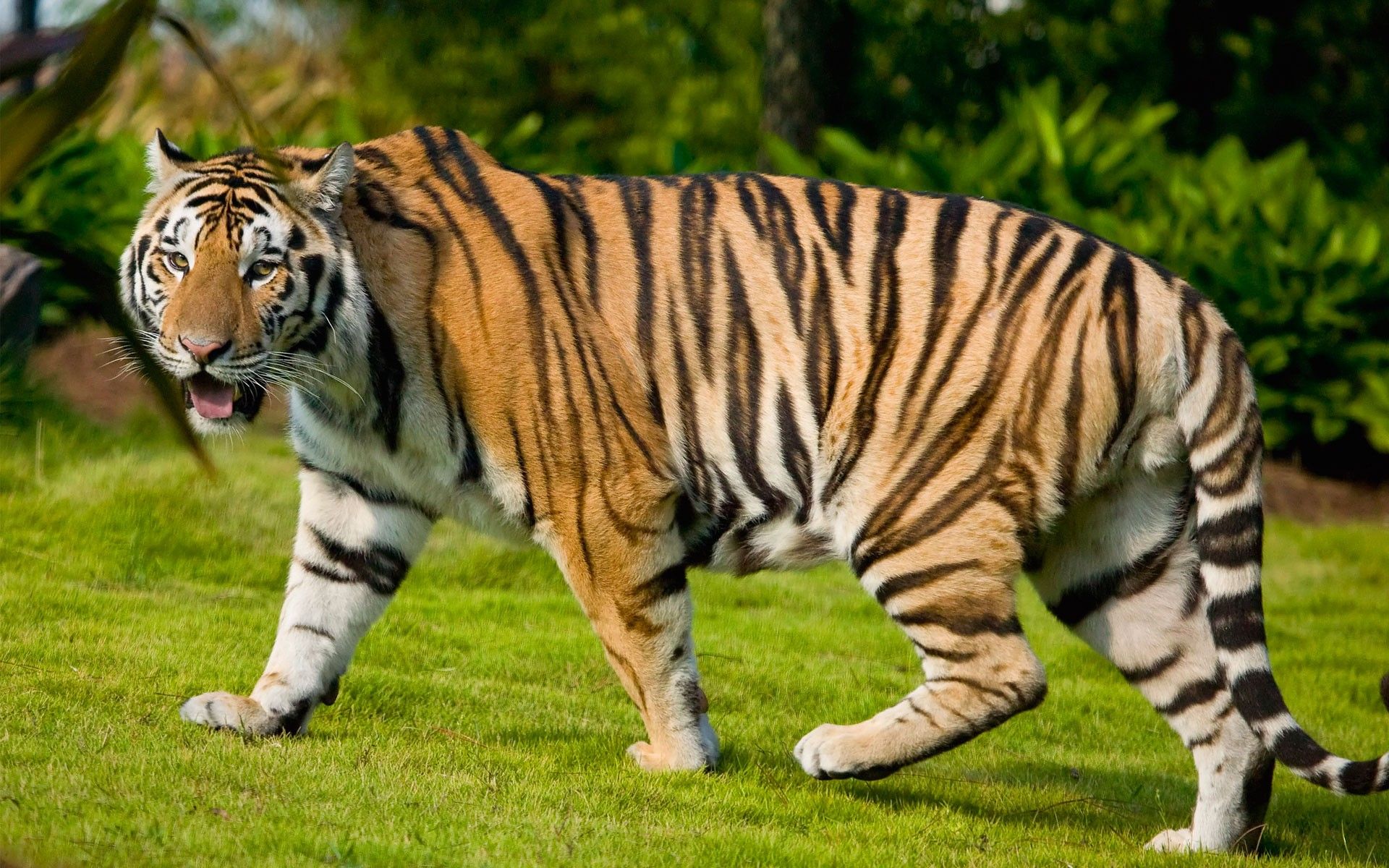 Wallpaper Bengal Tiger Wallpapers