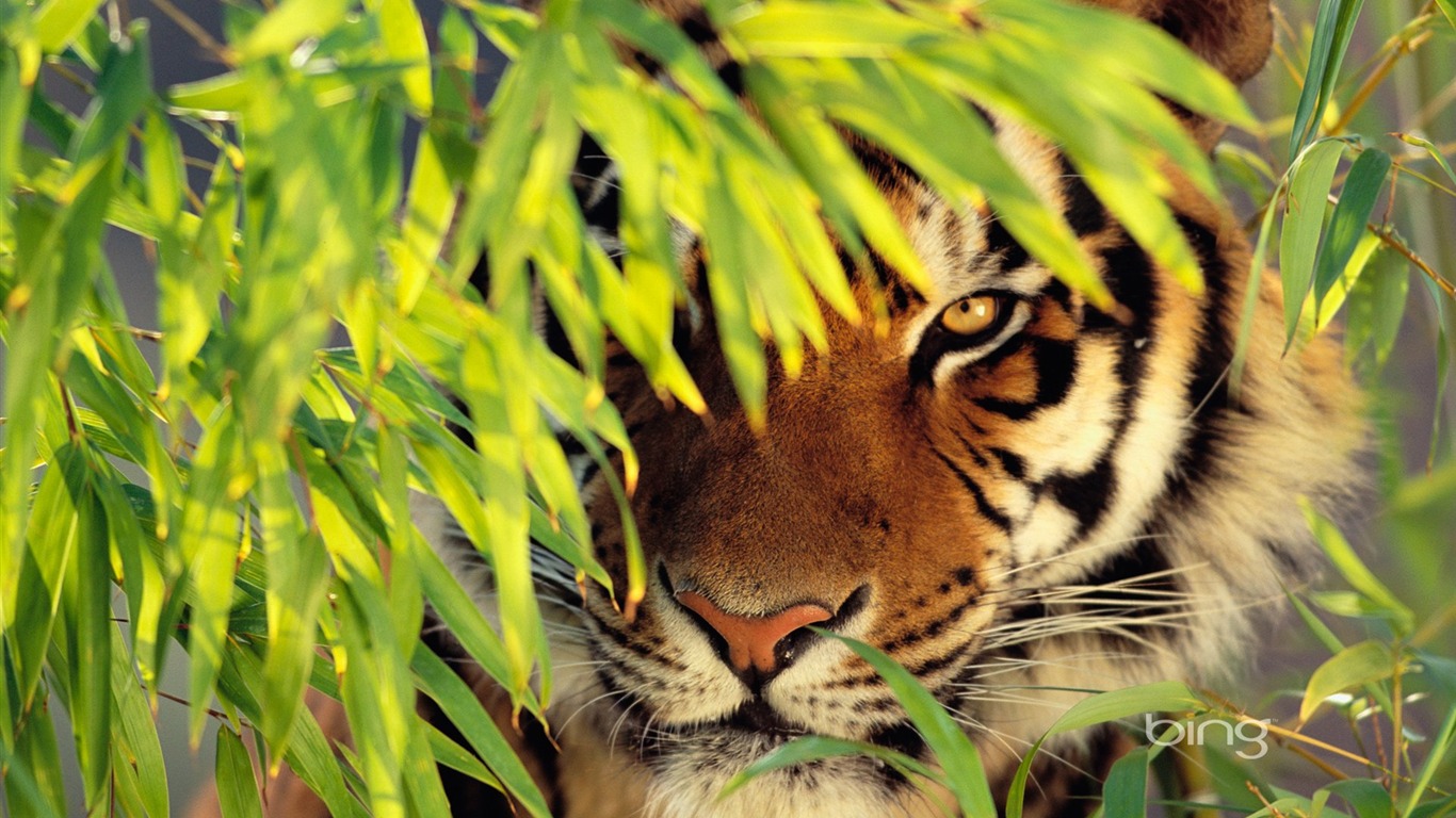 Wallpaper Bengal Tiger Wallpapers