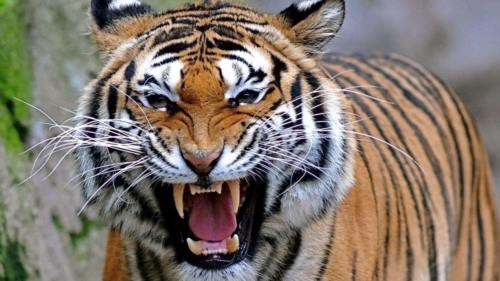 Wallpaper Bengal Tiger Wallpapers