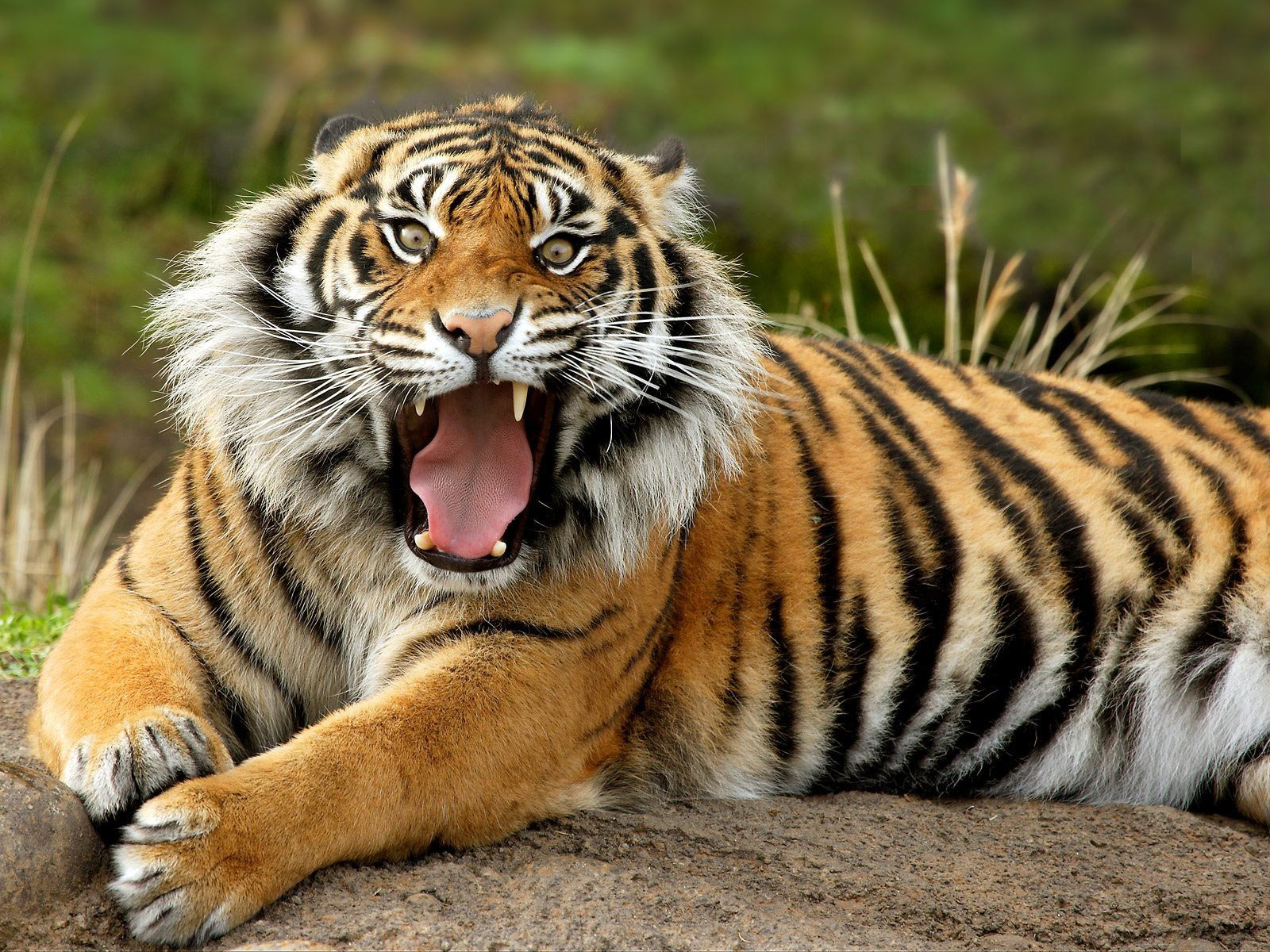 Wallpaper Bengal Tiger Wallpapers