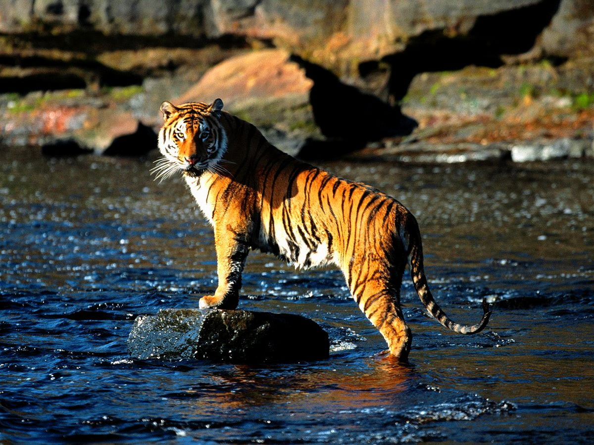 Wallpaper Bengal Tiger Wallpapers