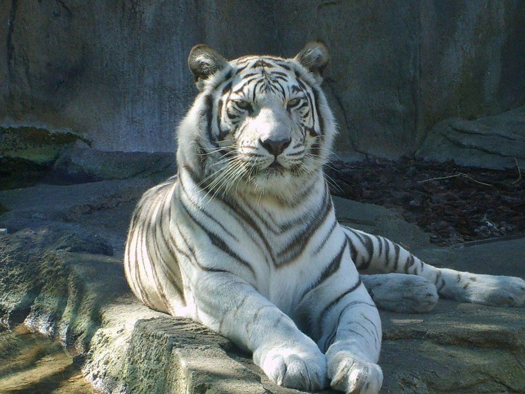 Wallpaper Bengal Tiger Wallpapers