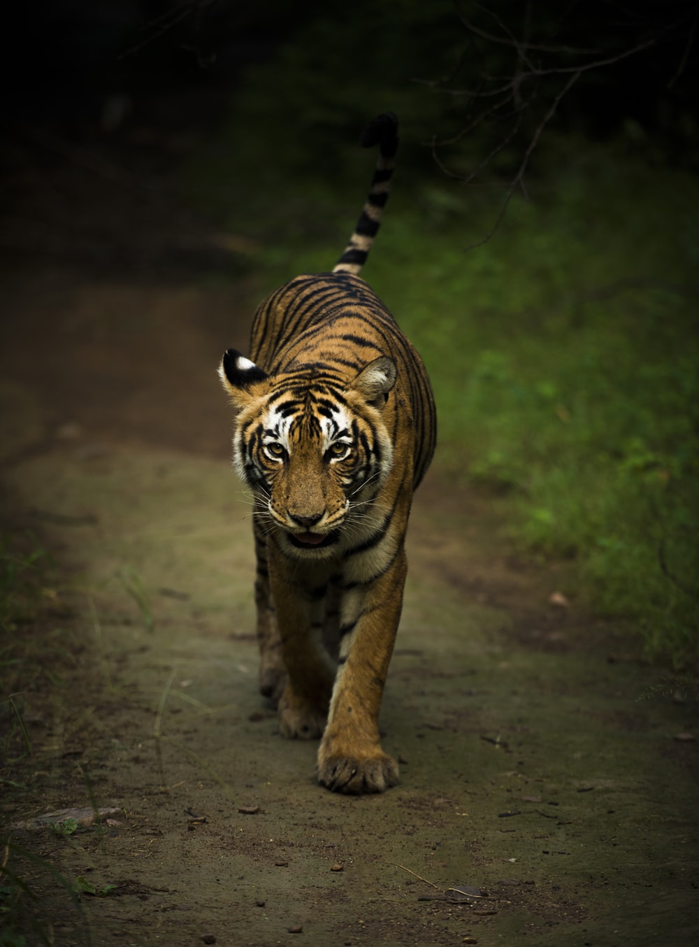 Wallpaper Bengal Tiger Wallpapers