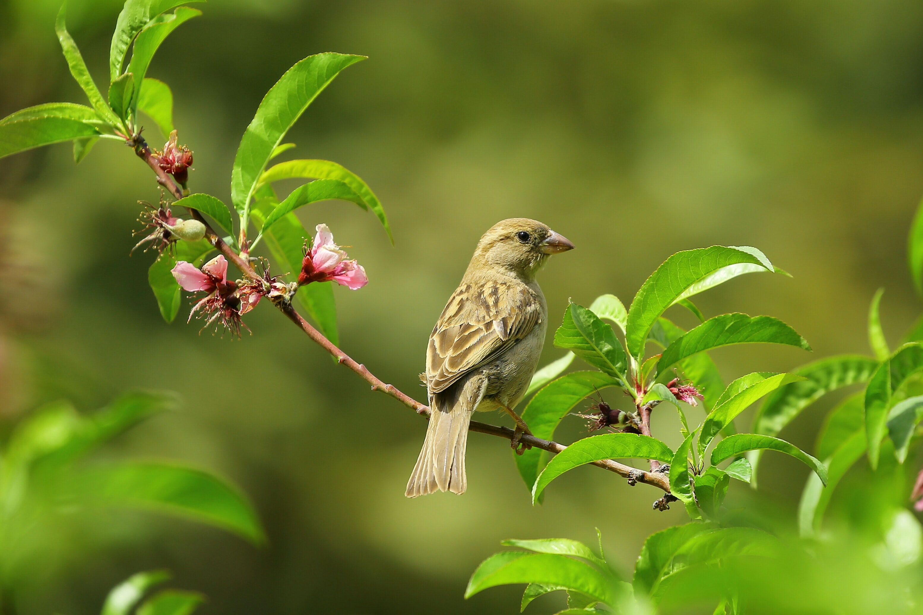 Wallpaper Birds Images Wallpapers