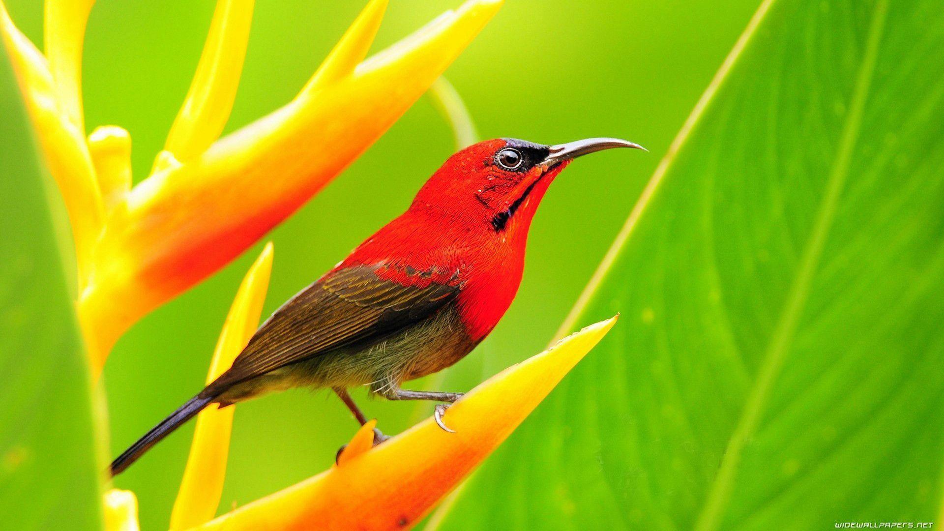 Wallpaper Birds Images Wallpapers