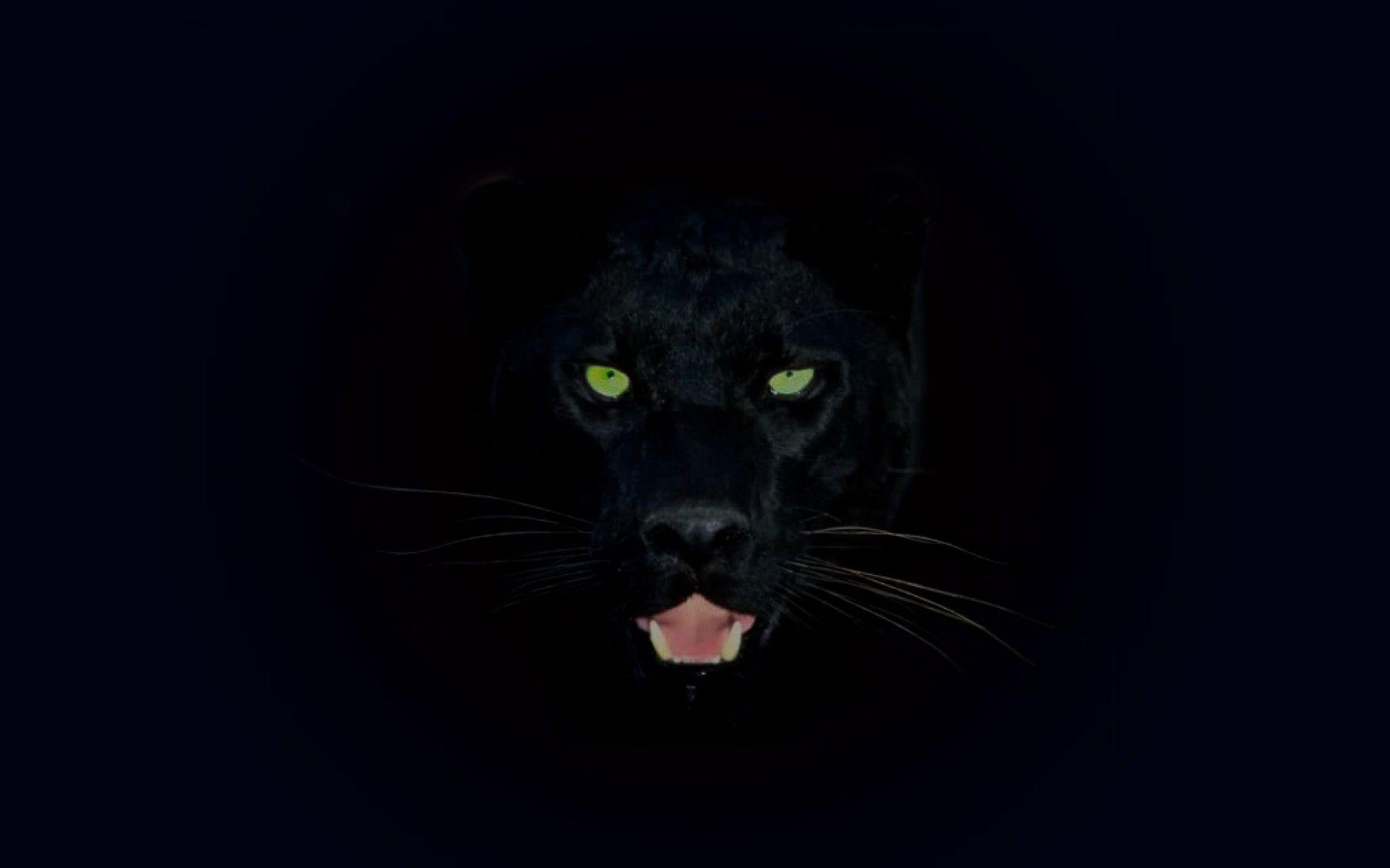 Wallpaper Black Jaguar Wallpapers