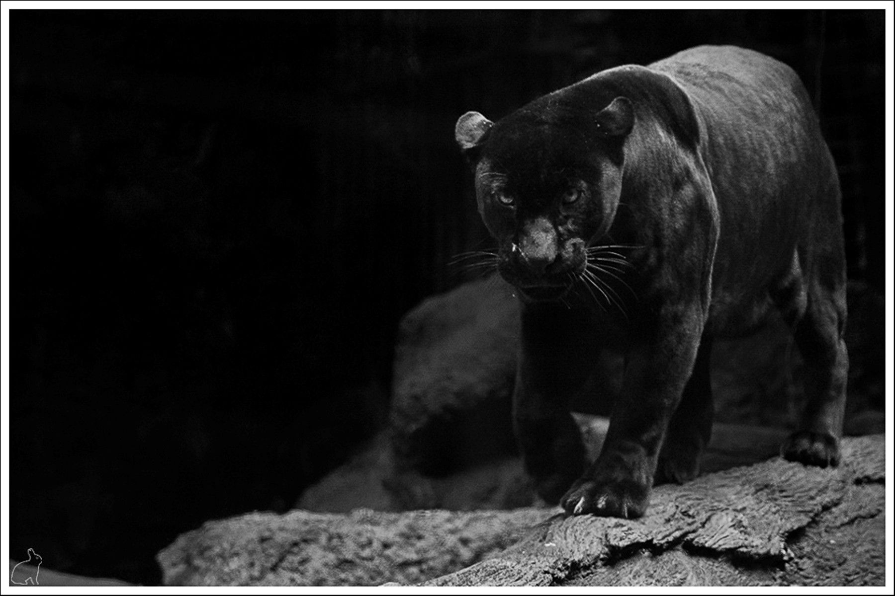 Wallpaper Black Jaguar Wallpapers